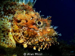 Nice Sized Scorpion Fish by Alan Mizzi 